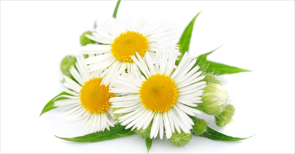 Chamomile for Hair Care