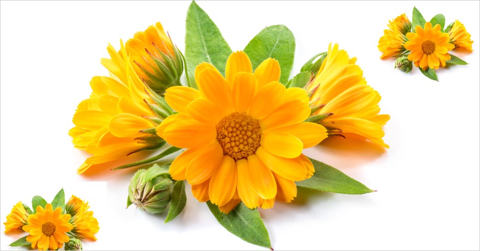Calendula Flower and Oil for Skin and Hair