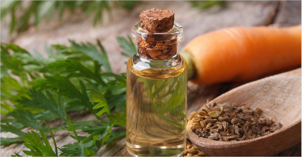 Carrot Seed Oil Benefits for Skin and Hair