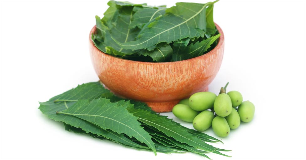 Neem Leaves - Benefits for Skin and Hair