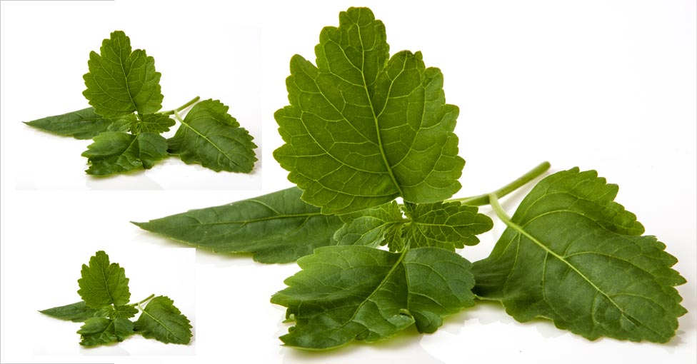 Patchouli Oil Benefits for Skin and Hair