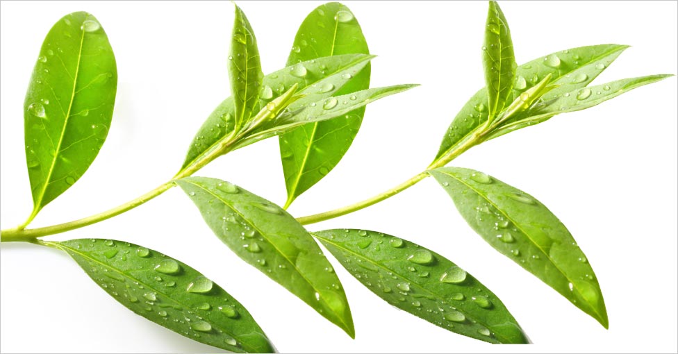 Tea Tree Oil Benefits for Skin and Hair
